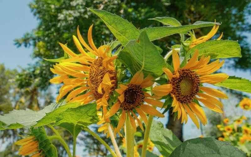 Sunflowers growing near trees
