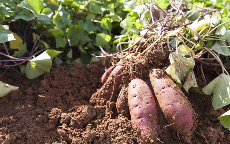 sweet potatoes uprooted from the ground