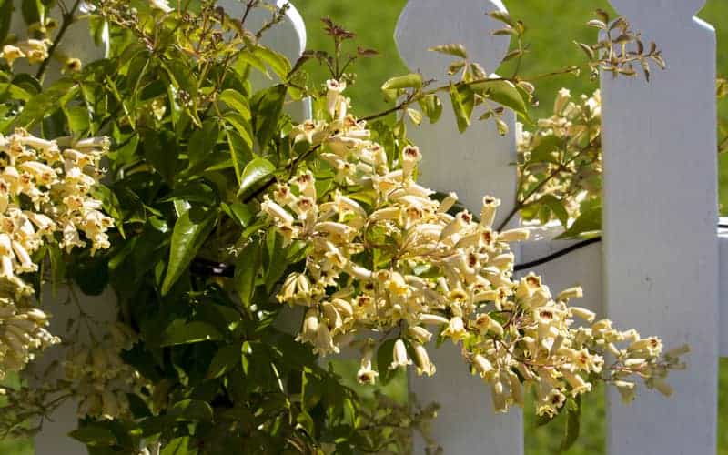 creamy flowers of Pandorea pandorana, the Wonga Wonga Vine