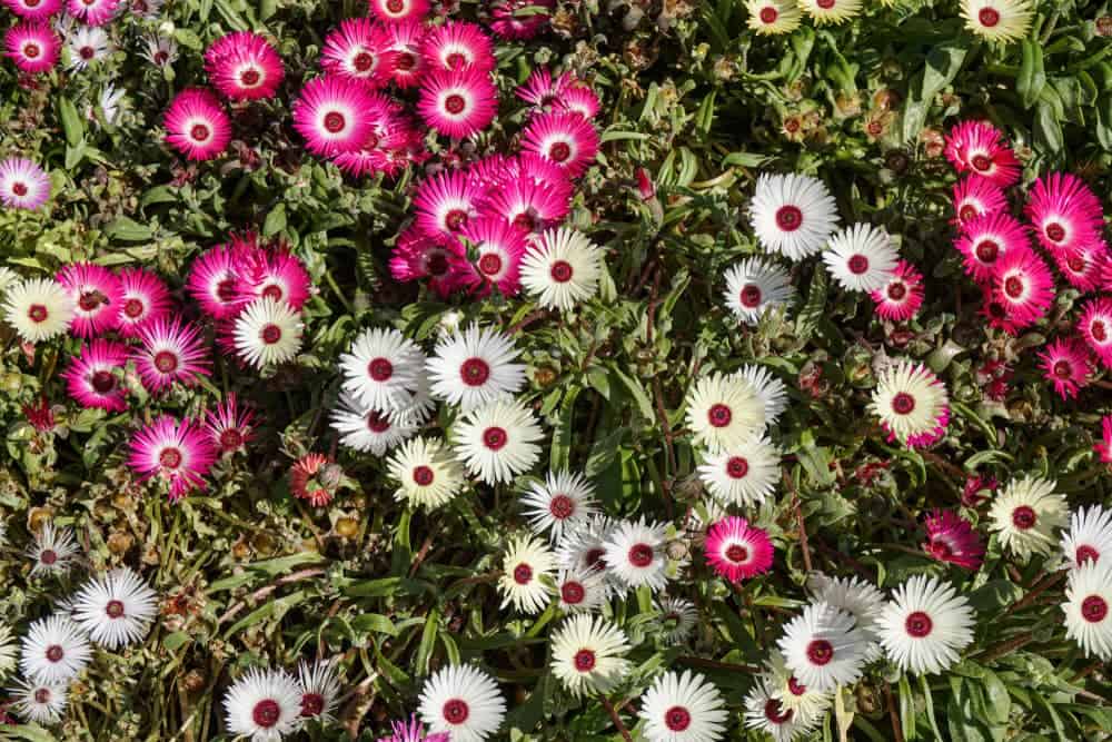 A close up of pink and white daisies, Toowoomba, Queensland, Australia.