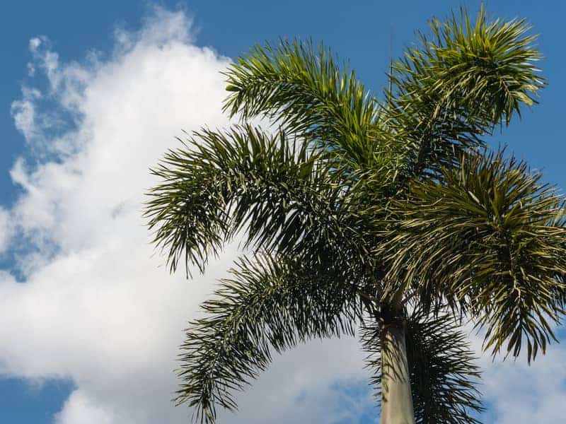 tall alexandra palm tree growing outdoors