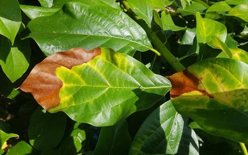 Avocado leaf infected with disease