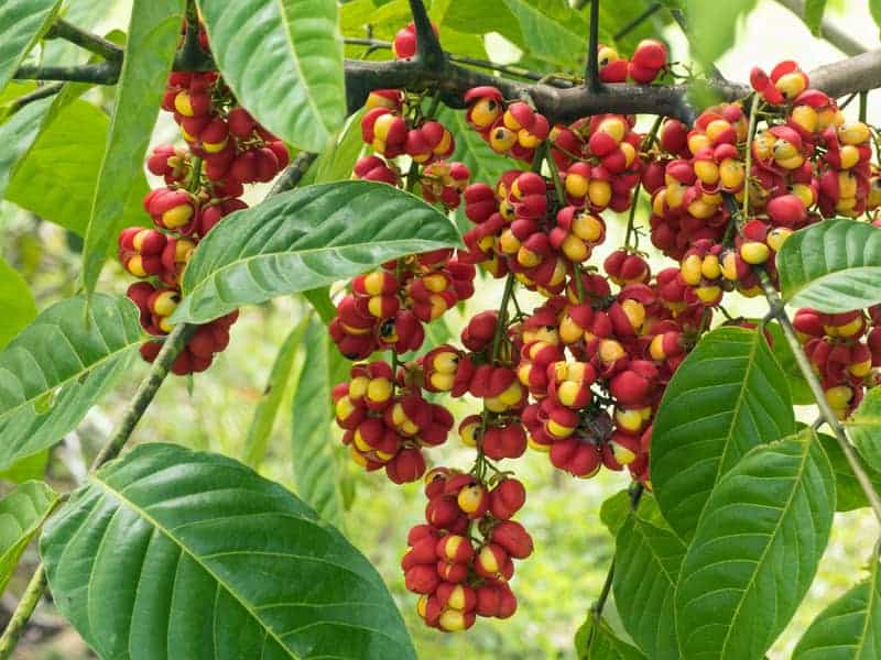 Ripened fruits of the Tulip Wood tree hanging in clusters
