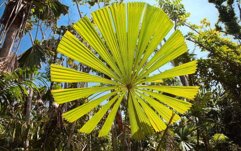 Australian fan palm with large circular pleated leaf