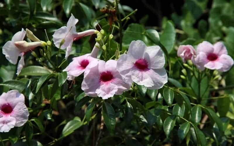 Bower of Beauty with pinkish flowers surrounded by dark green foliage