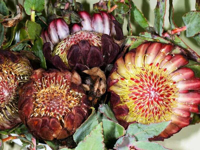 clasping leaf protea flowers bunched up together surrounded by silvery green leaves
