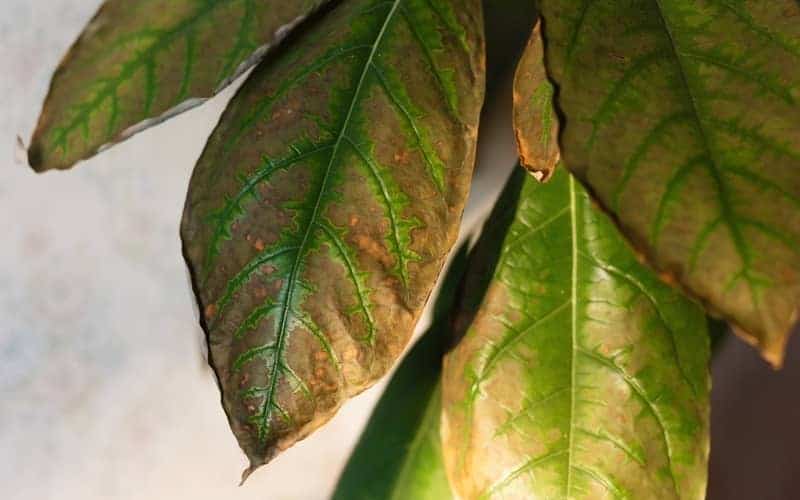 Close-up of yellowed diseased leaves of an avocado houseplant