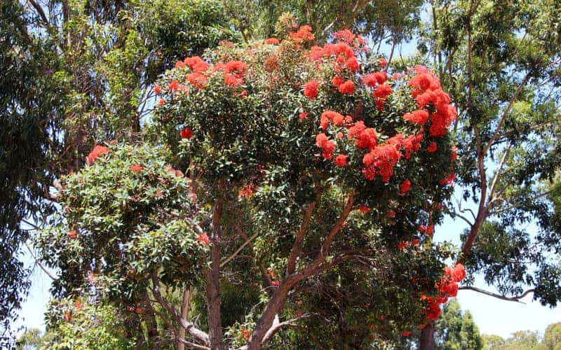 flowering gum trees with red flowers blooming under direct sunlight outdoors