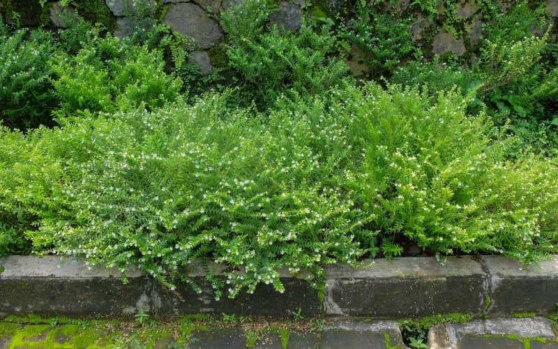 Lush creeping boobialla plants growing and spread across the ground in an outdoor garden