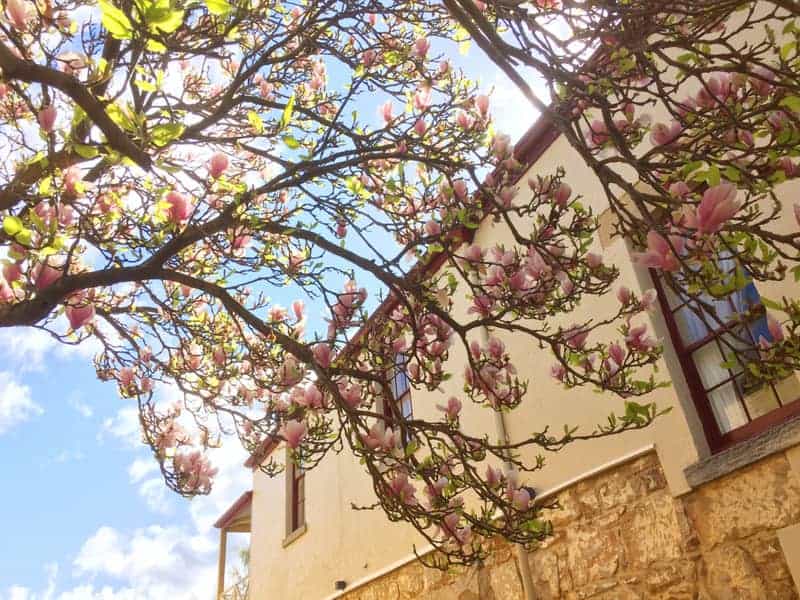 Fresh pink Magnolia tree with beautiful flowers blooming in front of a house