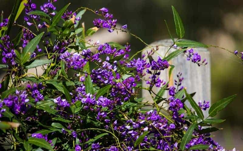 purple wild flowers of hardenbergia plant in bloom