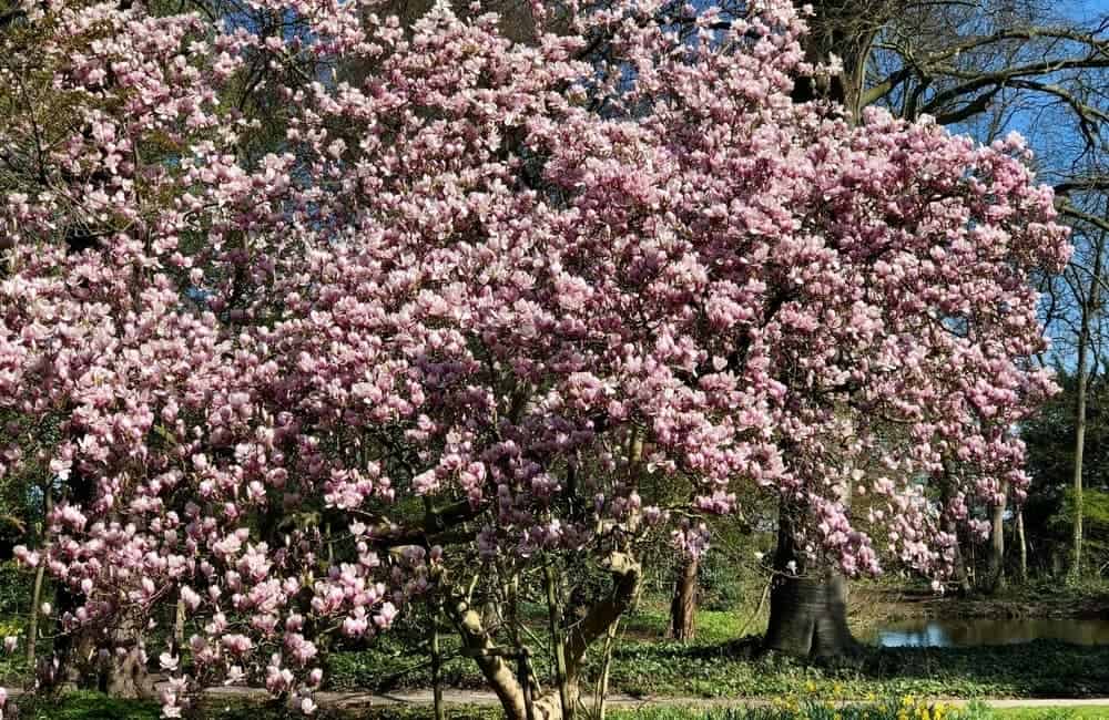 The Best Backyard Trees In Australia