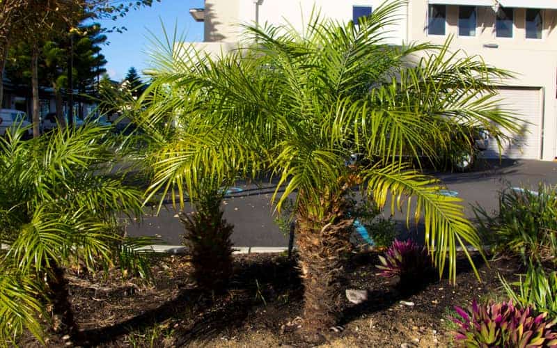 pygmy date palm with short, textured trunk and feathery green leaves growing in a landscaped garden bed