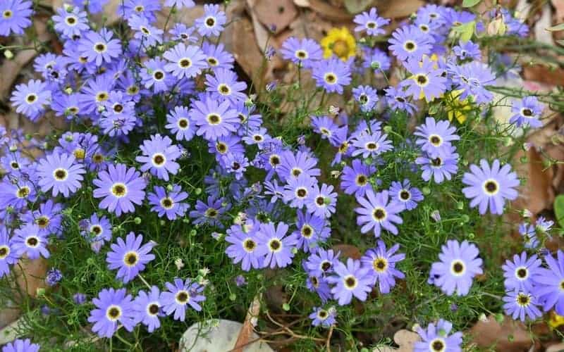 Purple Australian daisies growing on ground covered with leaves