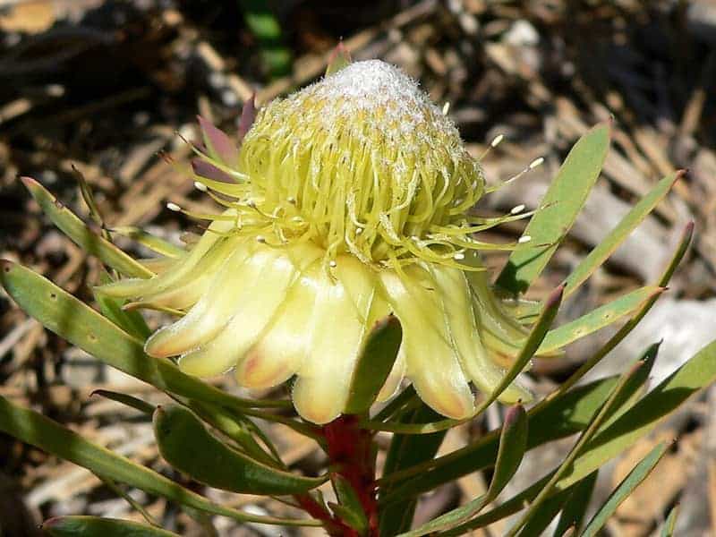 thistle sugarbush with creamy green tone blooming under sunlight