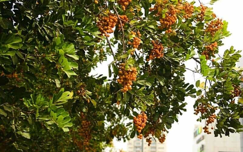Tuckeroo tree with yellow fruits hanging in bunches