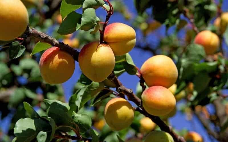 apricot tree branch with ripe apricot fruits