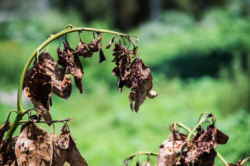 avocado leaves dried by disease