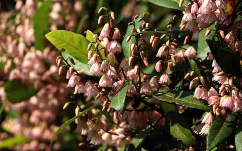 small pink flowers of a blueberry ash tree hanging among glossy green leaves