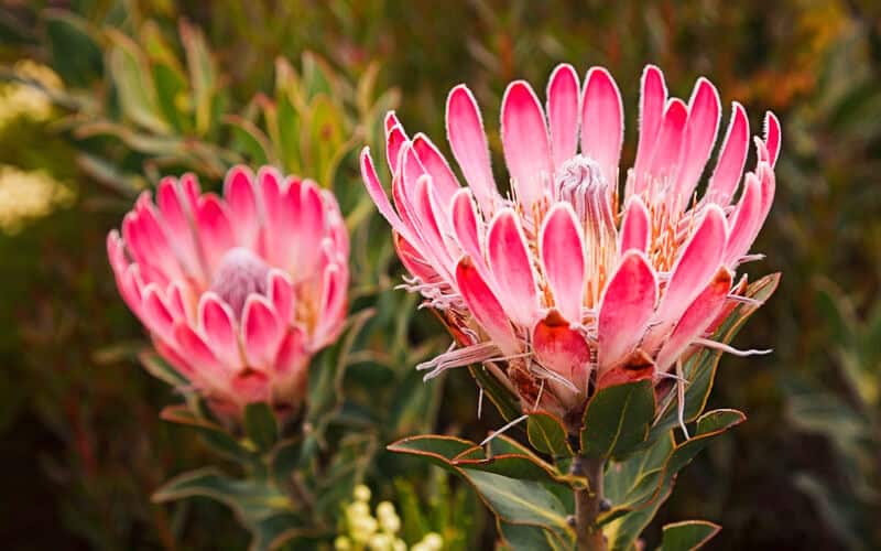 bot river protea flowers blooming, surrounded by small green leaves