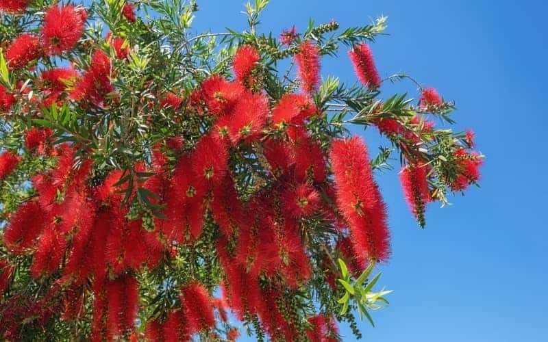 bottlebrush tree with bright red flowers resembling a bottle brush