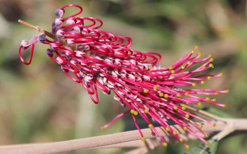 close up of a vibrant pink grevillea flower with long, curved styles and yellow pollen tips extending from a woody stem