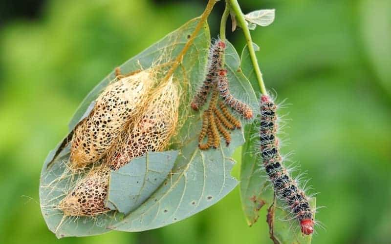 pests on avocado tree leaves