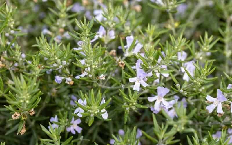 Coastal rosemary plant up close with small purplish flowers and elongated leaves