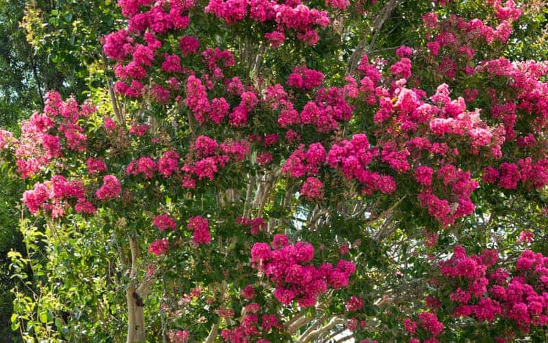 Crepe myrtle tree with clusters of deep pink flowers in full bloom
