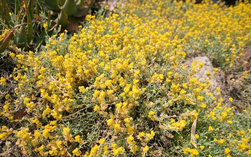 desert flame ground cover with dense clusters of small, bright yellow flowers and silvery green foliage spreading across a rocky garden bed