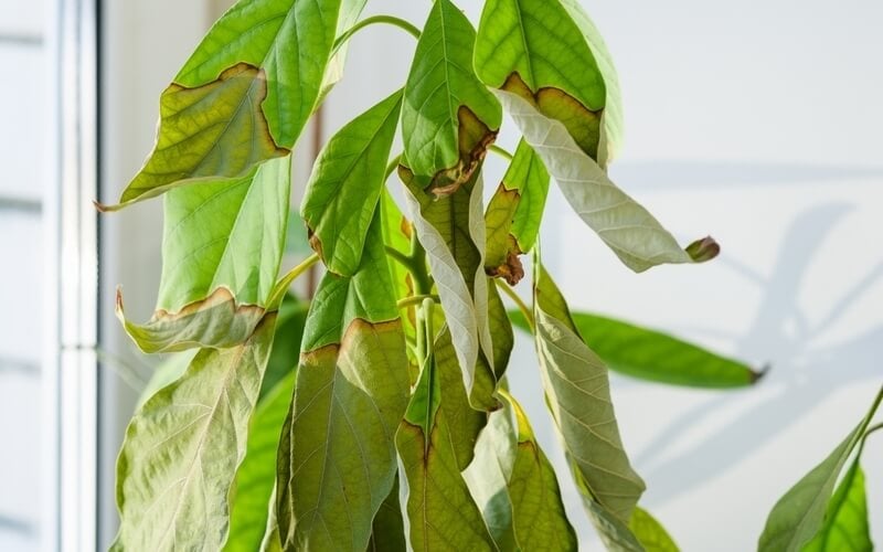 dry and wilting avocado