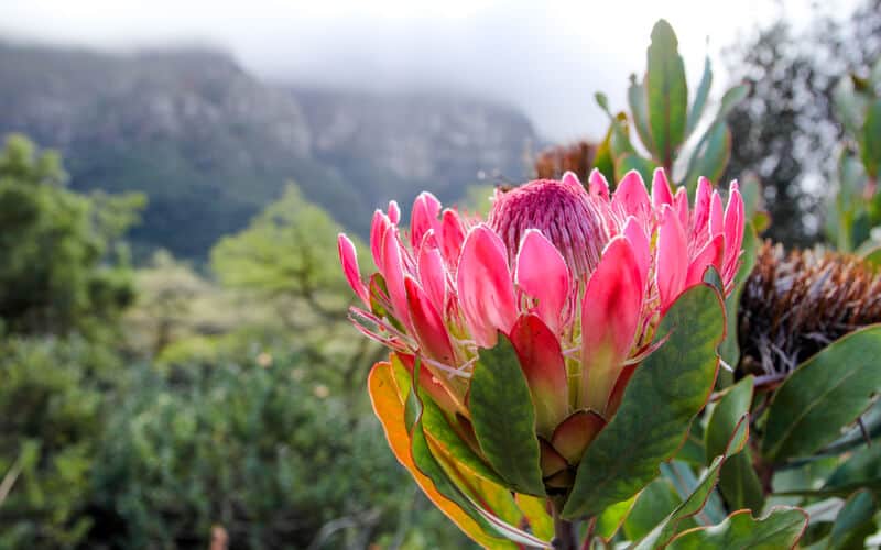 large duchess protea flower blooming under sunlight