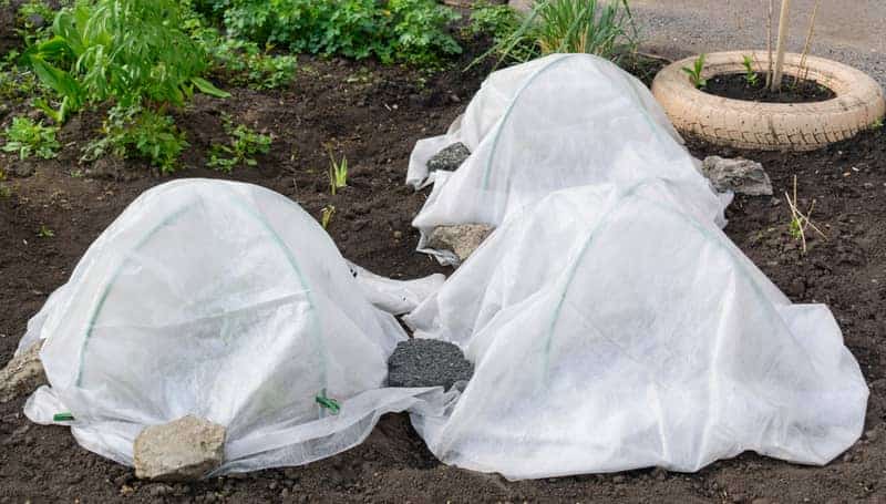 frost cloth over plants