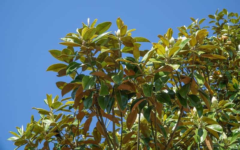 green canopy of the Magnolia Little Gem