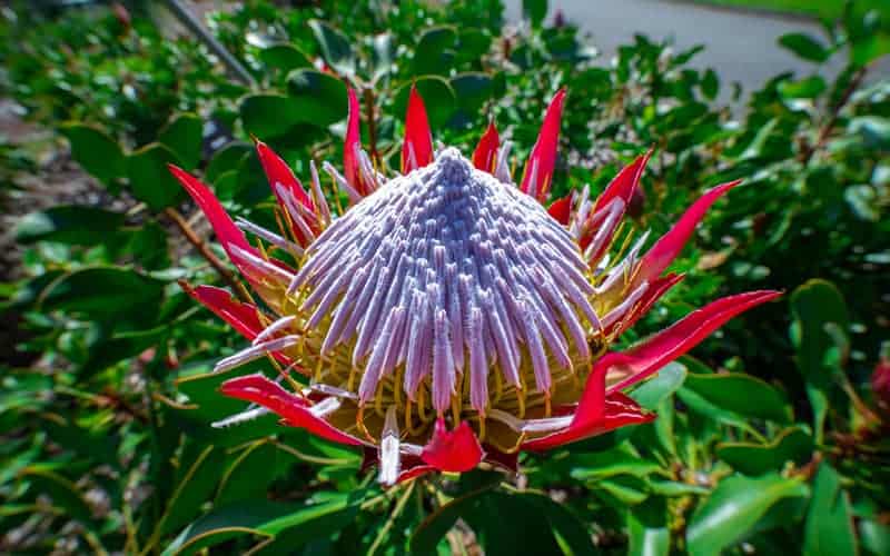 single large flower of king protea plant surrounded by green leaves