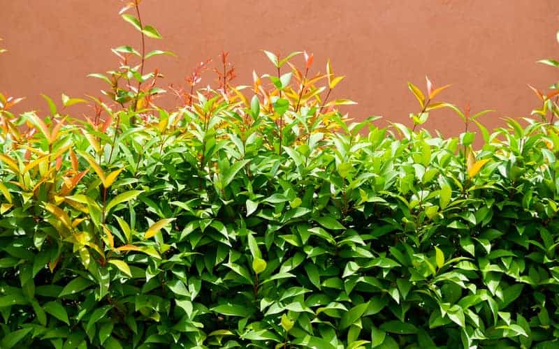 lilly pilly hedge with glossy green leaves and new reddish orange growth tips