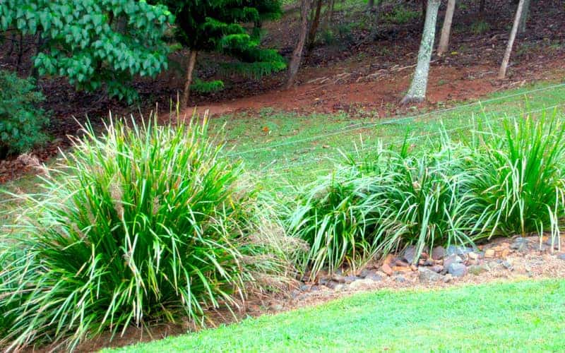 mat rush grass growing along wired garden fence