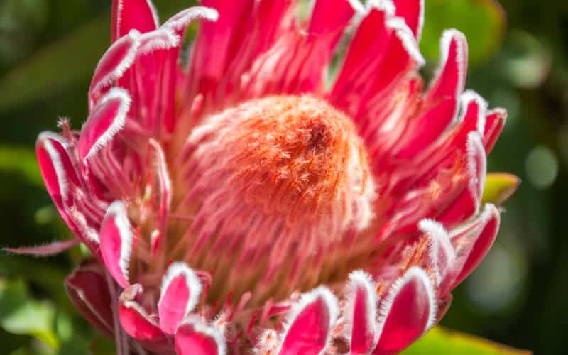 narrowleaf sugarbush protea flower up close