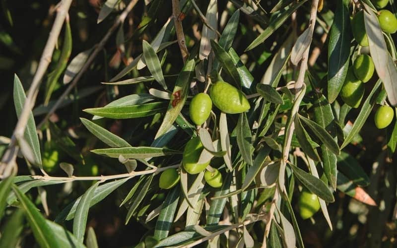 green manzanilla olives growing on branches with narrow green leaves