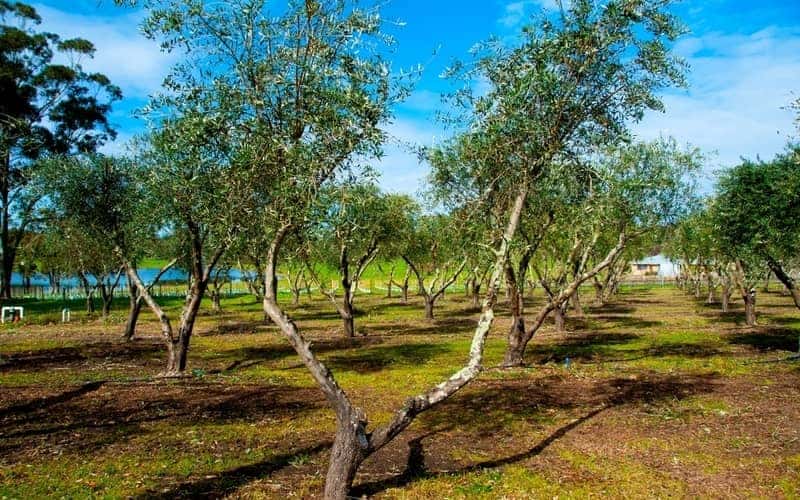rows of arbequina olive trees growing in an orchard
