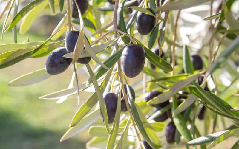ripe black picual olives hanging on thin branches with narrow green leaves in bright sunlight