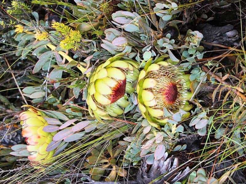 scarlet sugarbush protea plants drooping near the ground