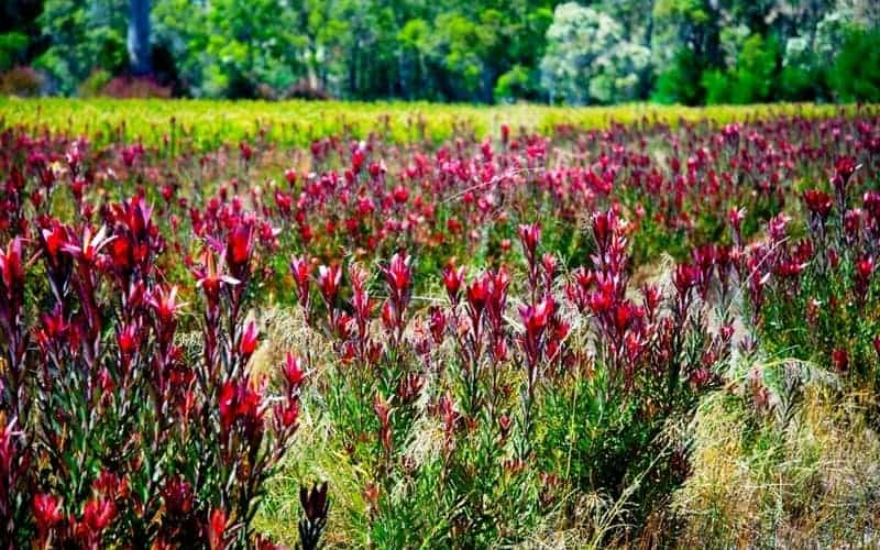 field full of protea plants