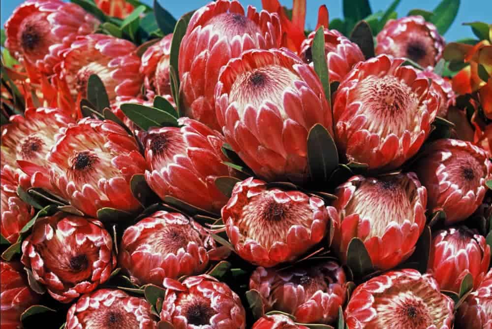 protea flowers
