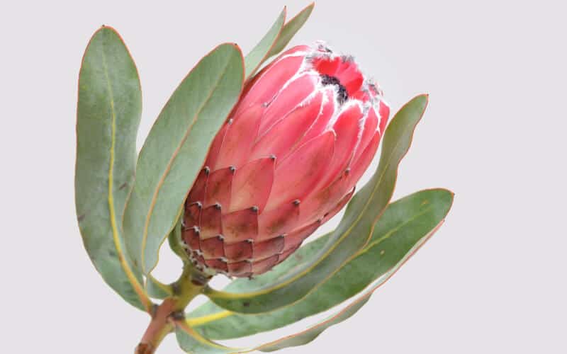 red protea pandora flower with green elongated leaves against a pink background
