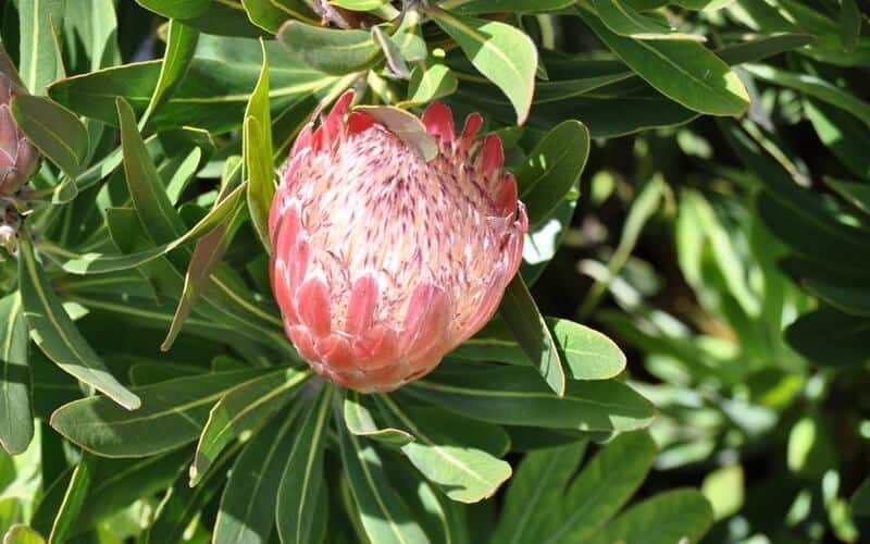 pink ice protea flower in the middle of green shrubbery