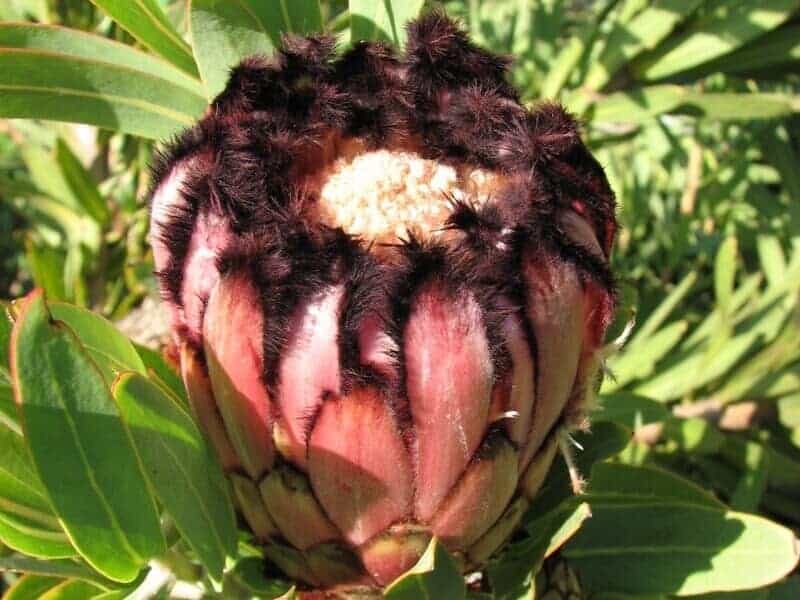queen protea flower with reddish, fuzzy petals up close