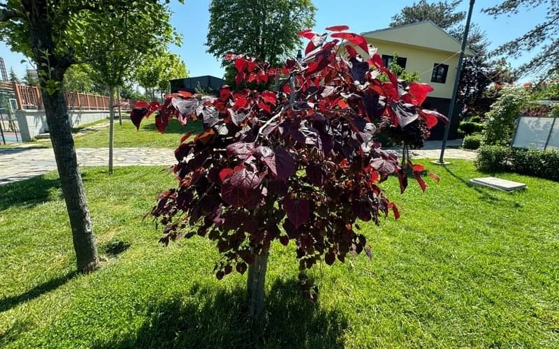 young redbud forest pansy with burgundy leaves planted in a lawn