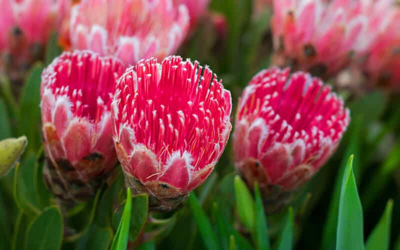 close up of pink sugarbush protea flowers