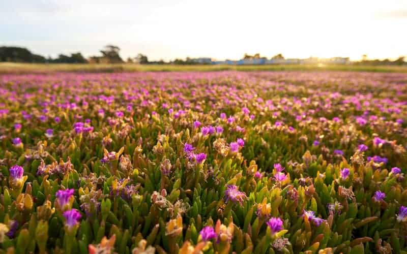 pig face plants with purple and pinking flowers growing in tight clusters outdoors